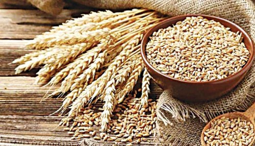 Wheat Market Insights: Central Government's Strategy for Stock Limit Revision