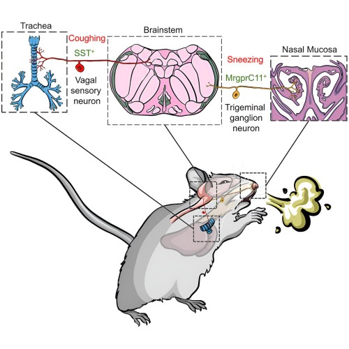 Neuron Tips for Healthy Sneeze and Cough Relief