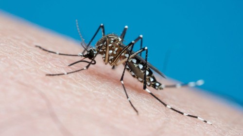 Discover Healthy Dengue Prevention Tips in Hawaii