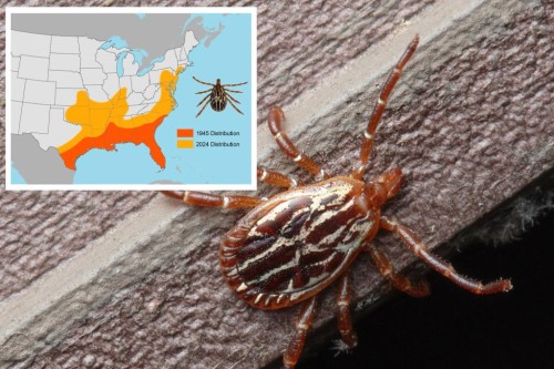 Tick-Borne Disease Spread in Connecticut: Tips for Prevention