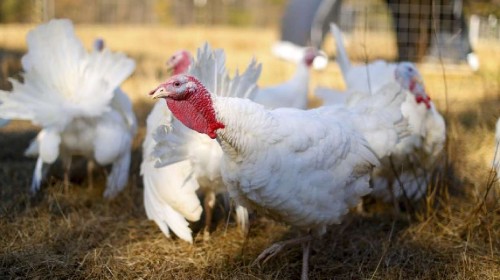 CDC Warns of Salmonella Outbreak Linked to Backyard Poultry in Utah