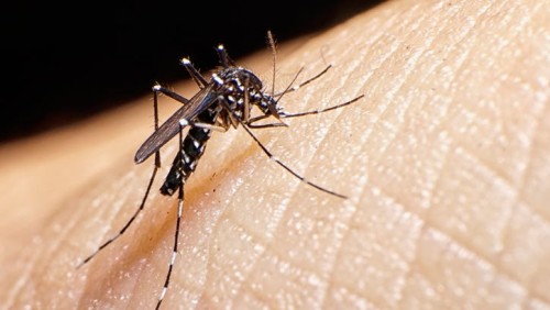 Preventing Mosquito-Borne Diseases: Tips for a Healthy and Mosquito-Free Monsoon Season