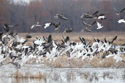 Avian Influenza Biosecurity Tips for Kansas and Arkansas