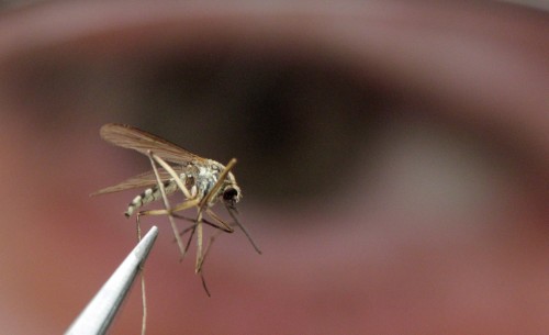 Protecting Yourself from West Nile Virus: Tips for Healthy Living