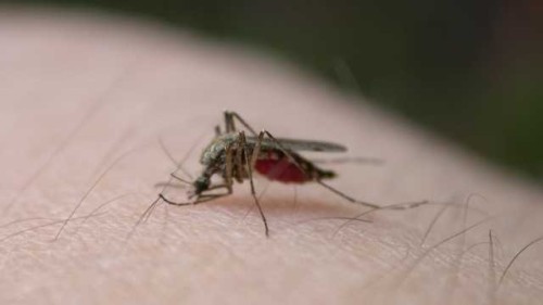 Discover Easy Tips for EEE and West Nile Virus Prevention in Massachusetts