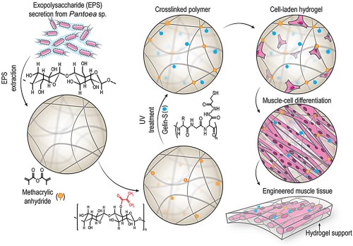 Bacteria-Derived Bactogel: The Ultimate Solution for Muscle Tissue Regeneration