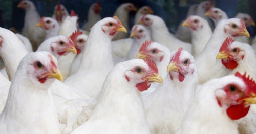 Avian Influenza Solution: Tips for Healthy Living