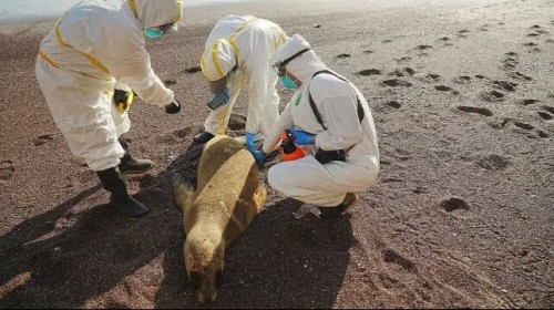 Marine Life Facing a Looming Threat from Avian Influenza Virus Outbreak