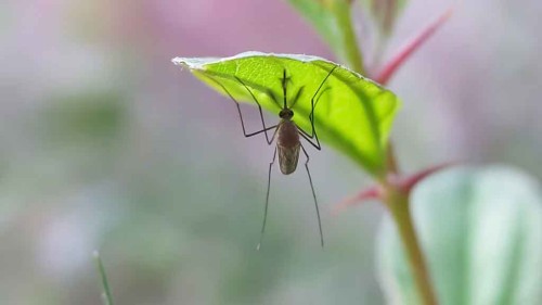 PAHO warns of potential Oropouche fever spread in the Americas