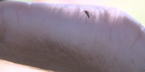 Protect Your Health: Effective Tips for West Nile Virus Prevention in Lubbock