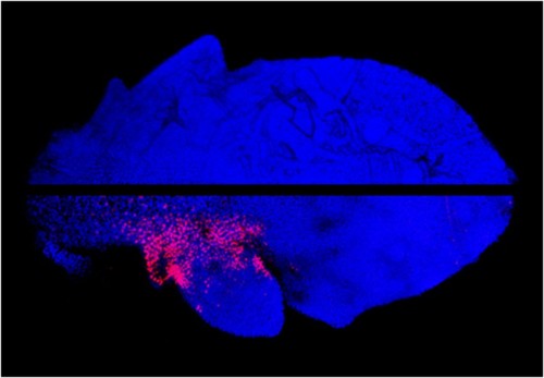 Discover the Genetic Solution for Leaflet Development in Plants