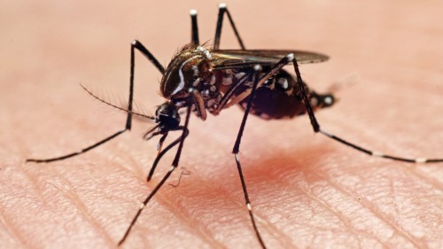 Dengue Fever Outbreak in Baldwin Park: Tips for Preventing Mosquito-Borne Diseases