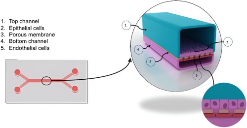 Enhancing Liver Cancer Treatment Through Innovative Organ-on-a-Chip Technology