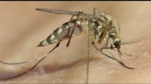 Healthy Tips for Preventing West Nile Virus in Oklahoma