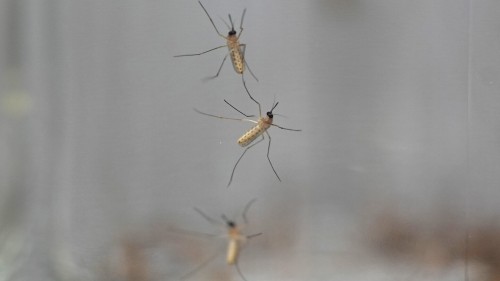 Best Practices for Protecting Against Mosquitoes and Insects