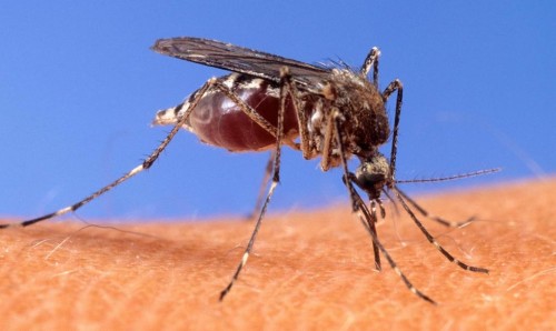 Mosquito Protection Tips for Guaranteed Wellness