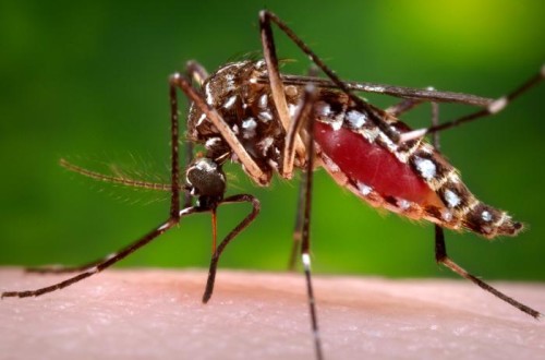 Vector Control Tips for Dengue Fever Prevention