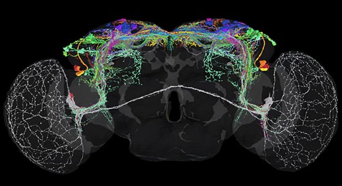 Circadian Clock Connectome: Tips for Healthy Brain Function