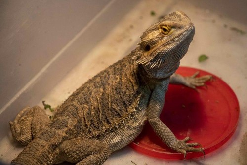 Bearded Dragons Salmonella Outbreak: CDC Warning