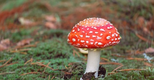 FDA Warning: Mushroom Gummy Recall and Market Insights