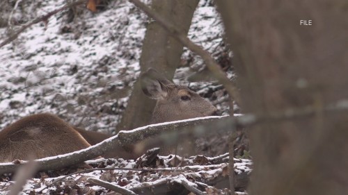 Prion Wellness Tips: Preventing Chronic Wasting Disease in Deer