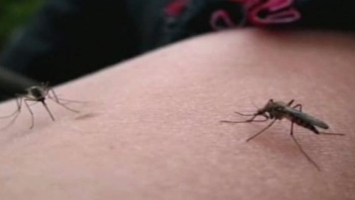 Mosquito Prevention Tips for Bexar County Residents