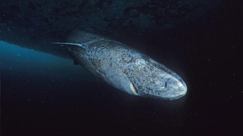 Discovering the Ageing Secrets of Greenland Sharks