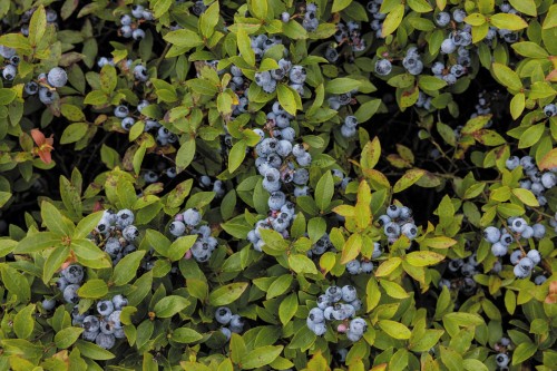 Cultural Insights and Economic Growth in Maine's Wild Blueberry Market