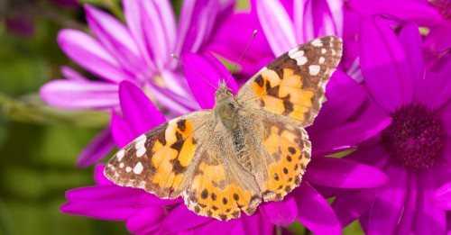 Discover the Painted Lady Butterflies' Incredible Journey Across the Atlantic