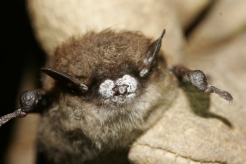 Unlocking the Strategies of White Nose Syndrome in Bats