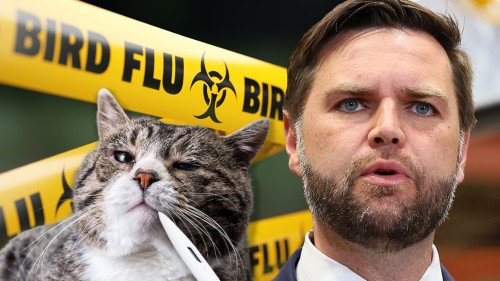 Avian Influenza Healthy Tips for Cat Owners