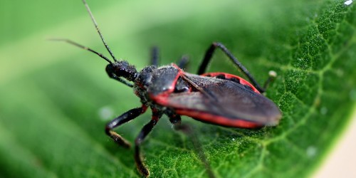 Discover the Healthy Solution: Kissing Bugs and Chagas Disease Tips