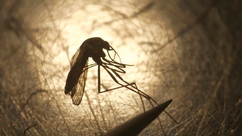 West Nile Virus Prevention Tips for Healthy Living