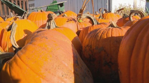 Pumpkin Wellness Tips for a Healthy Diet