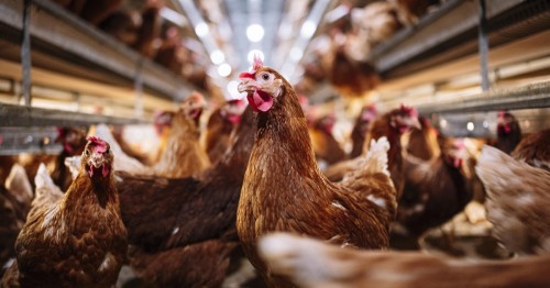 Iowa Officials Confirm Avian Influenza Outbreak; Over 4 Million Chickens to be Culled