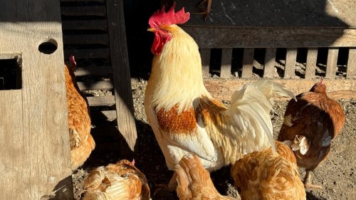 CDC Warns of Salmonella Outbreaks from Backyard Poultry