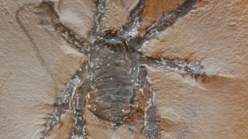 Discover the 300 Million-Year-Old 'Spiky Spider' in Mazon Creek Fossil Beds