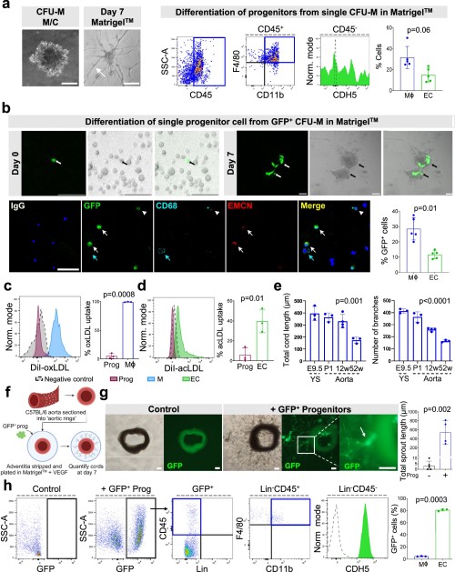 Progenitor Cell Discovery: Tips for Tissue Regeneration