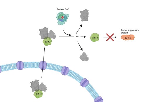 Protein Discovery: Mutant RAS Gene Unlocks Cancer Solution