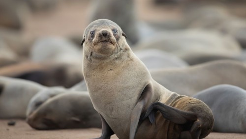 Rabies Control Measures for Seals in Western Cape