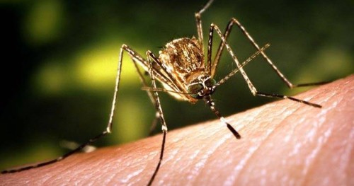 Preventing West Nile Virus: Tips from Peterborough Public Health