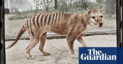 Thylacine Genome Breakthrough: Latest Innovation in Resurrecting Extinct Marsupials