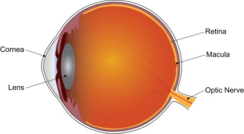 Discover How Dietary Supplements Slow Macular Degeneration Progression - Tips for Healthy Eyesight