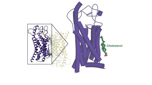 Cell Surface Receptor Activation: Tips for Understanding Signal Mechanisms