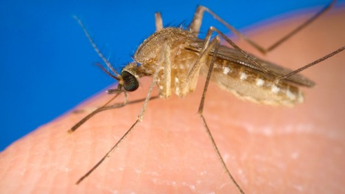 Healthy Tips for West Nile Virus Prevention in Suffolk County