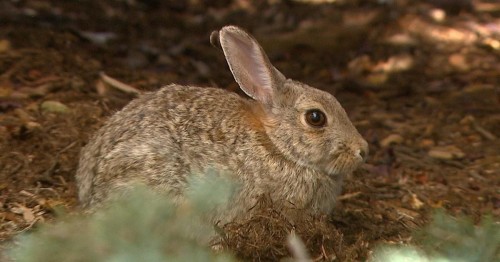 Rising Tularemia Cases in Minnesota: Cat Zoonosis Alert