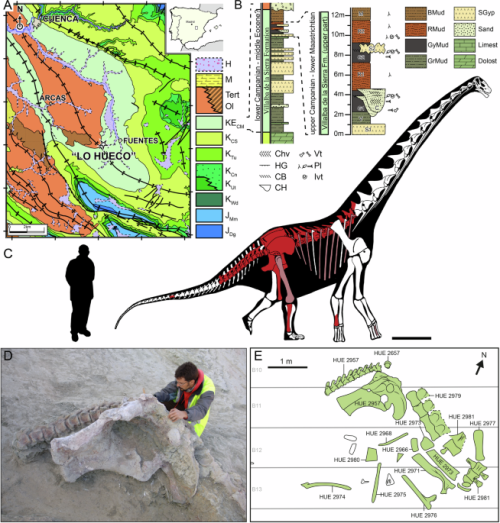 Dinosaur Innovation: Discovery of Qunkasaura in Lo Hueco