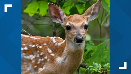 Chronic Wasting Disease: Safety Tips for Hunters