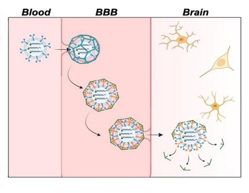 Alzheimer's Disease Diagnosis Tips: Enhanced Brain Imaging Reveals Neurobiology Insights