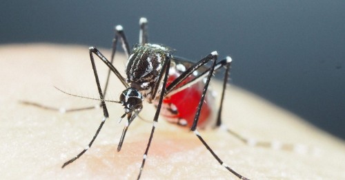 Discover Healthy Solutions for Dengue Fever Epidemic in Iran